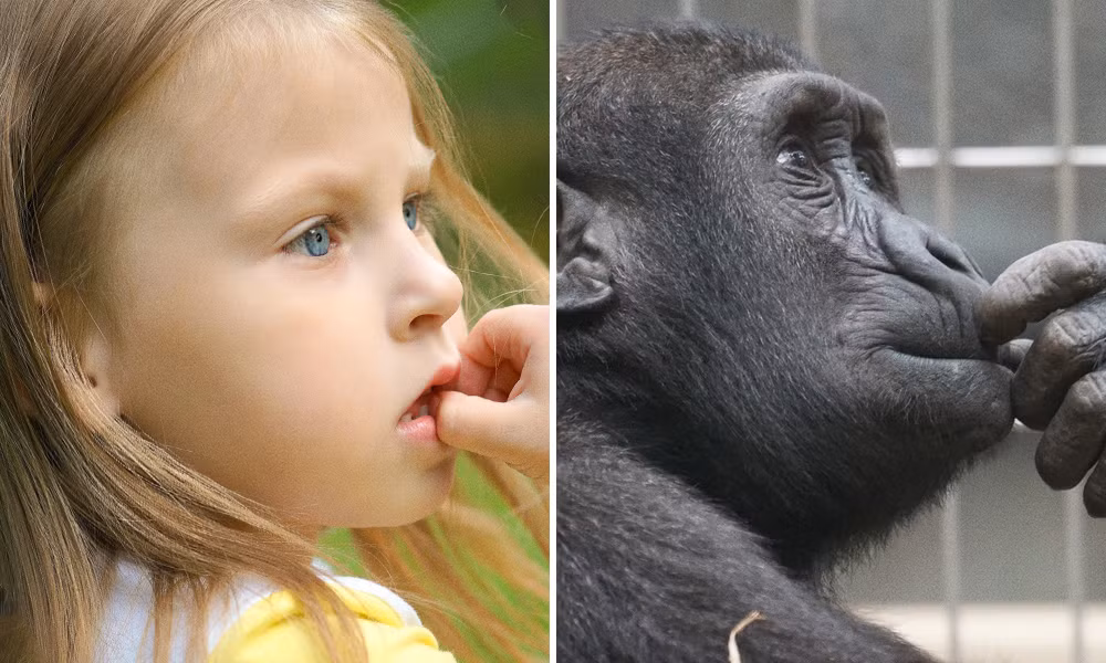 Từ khuôn mặt, ánh mắt và điệu bộ của bé đều... giống y hệt so với chú khỉ kia. Ảnh: Brightside.