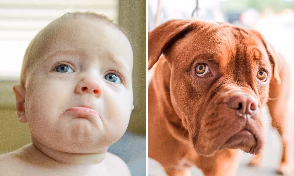 Hai cậu bạn nhỏ có ánh mắt và cái miệng giống nhau không lẫn vào đâu được. Ảnh: Brightside.