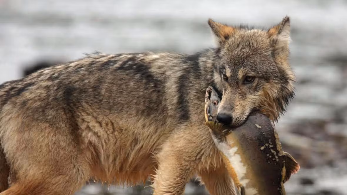 Thức ăn ưa thích nhất của giống chó sói này là cá hồi. Ảnh: NatGeo.