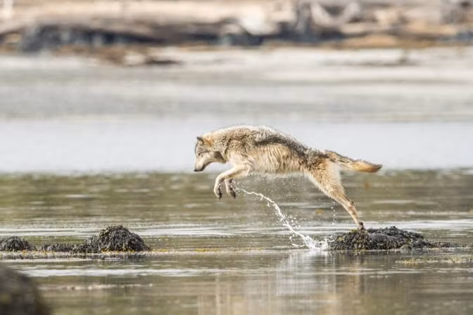 Giống chó Vancouver có khả năng săn mồi dưới nước tuyệt đỉnh. Ảnh: NatGeo.