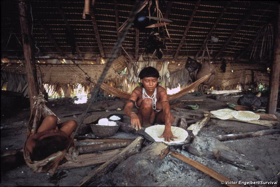 Những thổ dân Yanomami biết dựng nhà và trồng trọt cây ăn quả nhưng phần lớn họ ở trần và không mặc quần áo.