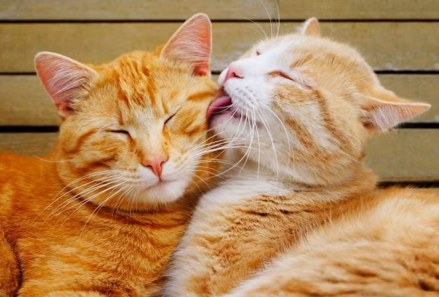 Vậy nên những hành động của chúng dưới góc nhìn của con người dù có đáng yêu đến đâu cũng chỉ là một hành động mang tính bản năng mà thôi. Ảnh: Brightside.