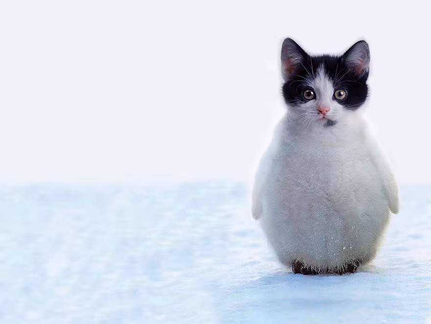 Những con lai này ra đời không tuân theo bất cứ quy luật tiến hóa nào. Ảnh: Bored.