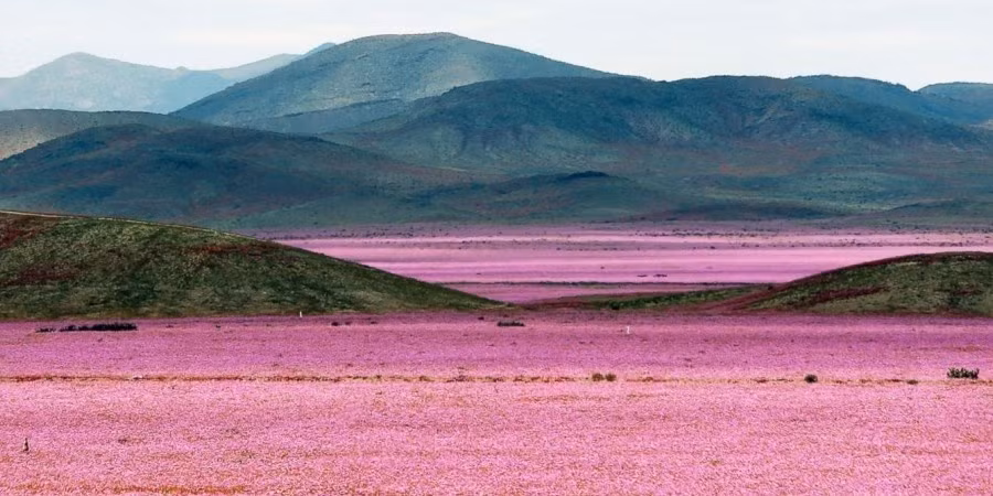 Sa mạc Atacama, nơi khô cằn nhất thế giới bỗng biến thành một rừng hoa khi nơi đây có được cơn mưa lớn nhất trong vòng hơn 60 năm qua.