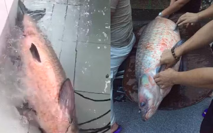 Con cá trắm đen nặng 45kg, dài 1,4m ở hồ Thác Bà, Yên Bái được người dân bắt được ngày 28/6. Con cá trắm đen "khủng" này đã được vận chuyển từ Yên Bái về chợ cá Yên Sở (Hà Nội) (Ảnh: VietnamNet) 