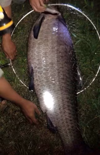 Cá trắm đen dài 1,3m, nặng 35kg ở Hà Nội (Ảnh: VietnamNet)