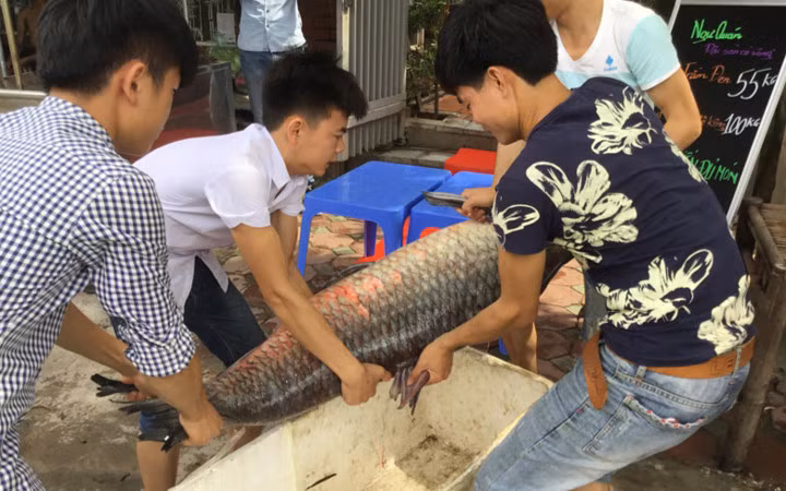 Rất nhiều người tò mò đã đến quán để chiêm ngưỡng cá khủng. Tuy nhiên, người mua không tiết lộ giá mua con cá này (Ảnh: VTC News) 