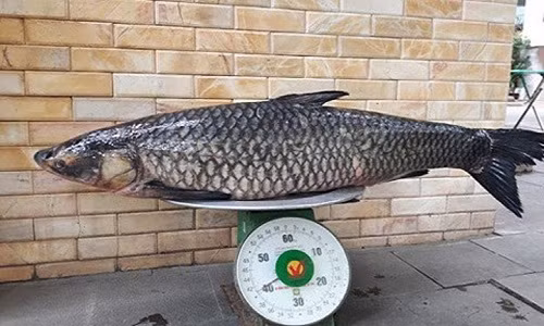 Cá trắm đen nặng tới 41kg ở lòng hồ sông Đà (xã Thung Nai, huyện Cao Phong, tỉnh Hòa Bình) được bắt ngày 14/5. Con cá này dài hơn 1 m, toàn thân màu xám đen (Ảnh: VietnamNet)