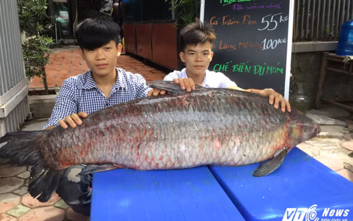 Một nhóm ngư dân tại hồ Thác Bà, huyện Yên Bình, tỉnh Yên Bái đã đánh lưới được con cá trắm đen khổng lồ nặng 55kg (Ảnh: VTC News) 