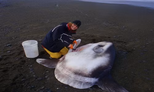 Phat hien loai ca mat trang khong lo, nang 2 tan