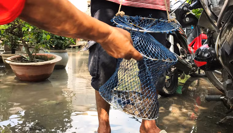 Nhiều người dân đã bắt được cá trôi từ ao nuôi ra các con rạch xung quanh.