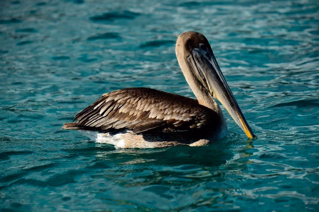 Để đến đảo Galapagos, du khách có thể ghé 2 thành phố Quito và Guayaquil (Ecuador), sau đó đi chuyến bay tới sân bay Isla Baltra hoặc Isla San Cristobal trên đảo. Ảnh: Getty.