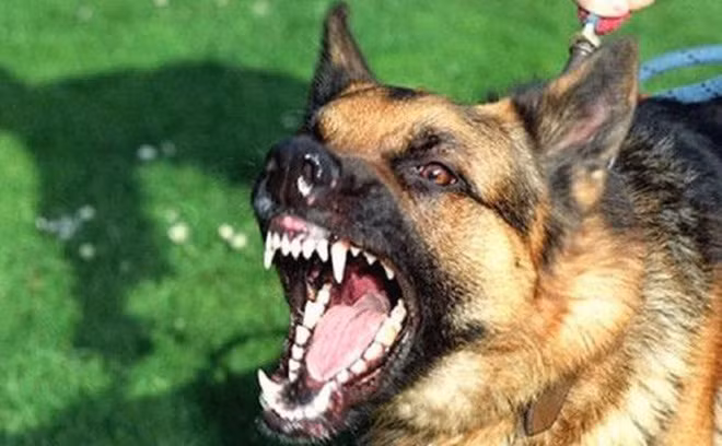 Bi cho can, tiem thuoc phong dai co hai suc khoe?