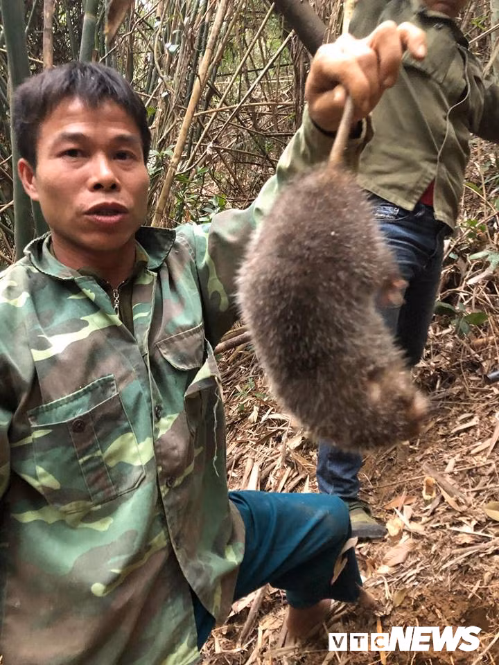 Chuyện săn lùng loài chuột khổng lồ trong rừng tây Yên Tử - Hình 3 Chuyen san lung loai chuot khong lo trong rung tay Yen Tu-Hinh-3