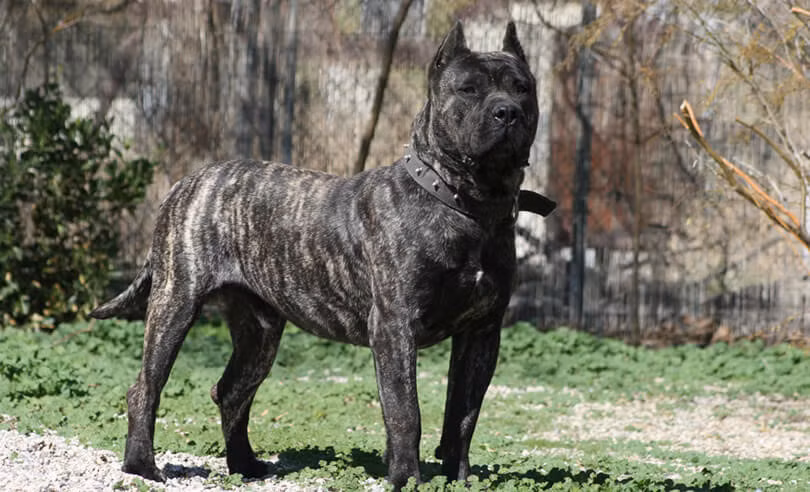 Chó chọi Presa Canario là giống chó được đánh giá rất nguy hiểm. Khi đối mặt với kẻ thù, giống chó này sẵn sàng tử chiến với những miếng đòn có lực sát thương cao nhất. Bản tính hung dữ và cực nguy hiểm khi bị kích động, chó chọi Presa Canario được cho là một trong nhữnggiống chó nguy hiểm nhất thế giới.