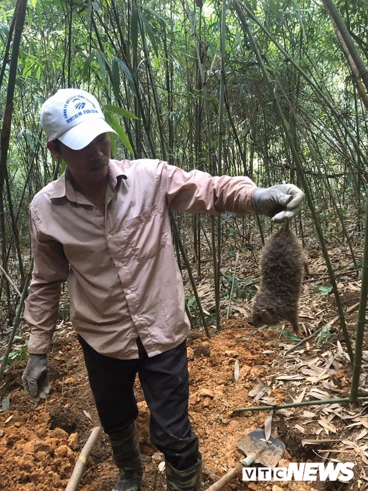 Đấu trí với chuột khổng lồ tinh khôn ở rừng tây Yên Tử - Hình 3 Dau tri voi chuot khong lo tinh khon o rung tay Yen Tu-Hinh-3