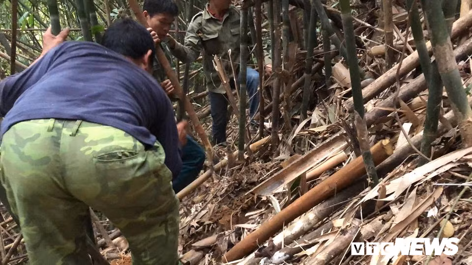 Đấu trí với chuột khổng lồ tinh khôn ở rừng tây Yên Tử - Hình 5 Dau tri voi chuot khong lo tinh khon o rung tay Yen Tu-Hinh-5