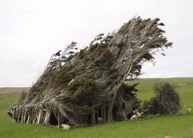 Điểm dốc: Slope Point là điểm cực nam South Island. Khu rừng ở đây là nơi có những cây bị xoắn và bị thổi gió vĩnh viễn nhờ những cơn gió mạnh ở Nam Cực.