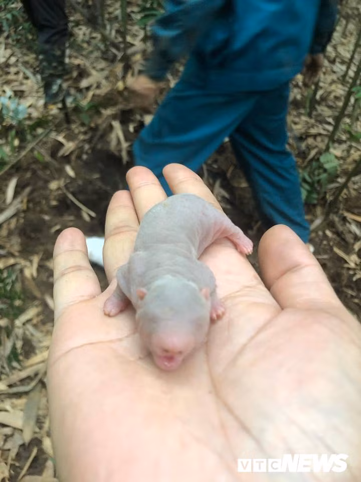 Kỹ năng kỳ công khó tưởng bắt chuột khổng lồ rừng Yên Tử - Hình 6 Ky nang ky cong kho tuong bat chuot khong lo rung Yen Tu-Hinh-6