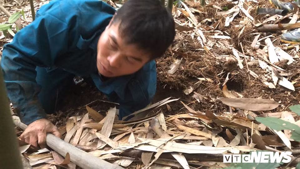 Kỹ năng kỳ công khó tưởng bắt chuột khổng lồ rừng Yên Tử - Hình 3 Ky nang ky cong kho tuong bat chuot khong lo rung Yen Tu-Hinh-3
