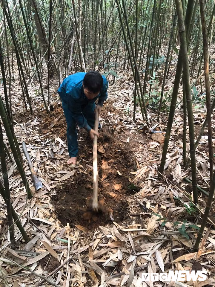 Kỹ năng kỳ công khó tưởng bắt chuột khổng lồ rừng Yên Tử - Hình 4 Ky nang ky cong kho tuong bat chuot khong lo rung Yen Tu-Hinh-4