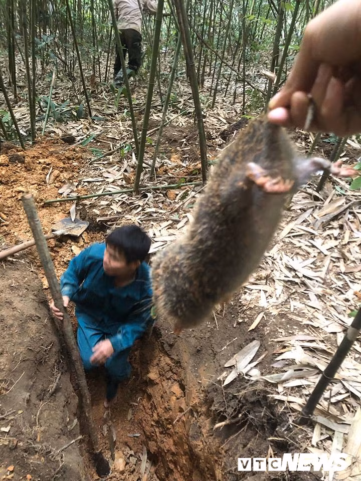 Kỹ năng kỳ công khó tưởng bắt chuột khổng lồ rừng Yên Tử - Hình 8 Ky nang ky cong kho tuong bat chuot khong lo rung Yen Tu-Hinh-8