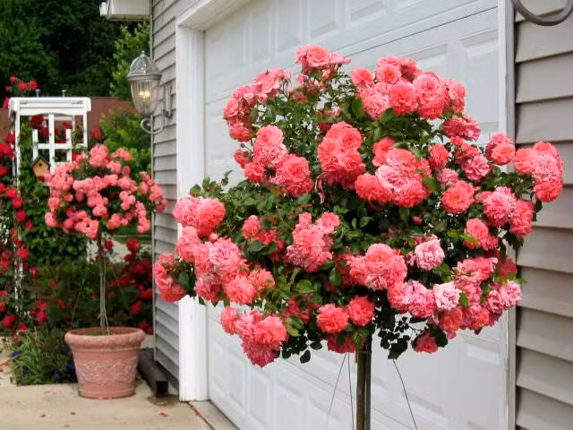 Hoa hong tree rose gia dat bong tay co gi la-Hinh-2