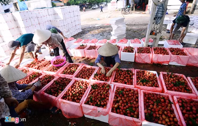 Cuối giờ chiều, vải được cân và rửa sạch sau đó cho vào từng thùng xốp, phủ đá phía trên.