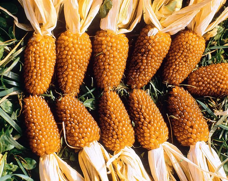 Ngoài màu đỏ tía quen thuộc, giống ngô dâu tây Zea Mays có thêm loại màu vàng nhưng hiếm hơn.