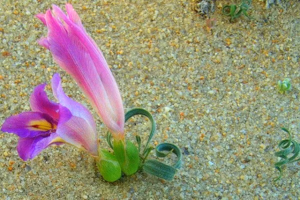 Một loại cỏ xoắn ốc đã nở hoa. Điều khác biệt ở giống cây này là dù thân cây khá nhỏ bé, mỏng mang song hoa của chúng lại có kích thước lớn. Theo nhiều người bán hàng, hoa của cỏ xoắn ốc nở vào cuối xuân, đầu hè và có màu xanh tím.