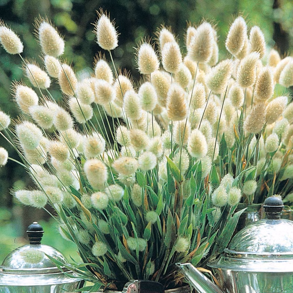 Thời gian thu hoạch cỏ để cắm, hoặc làm khô tốt nhất sau 50 - 60 ngày.