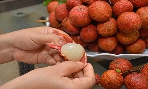 Khi muốn chọn vải thiều ngon, người mua nên sờ hoặc nhìn phần gai vỏ của vải Thanh Hà bao giờ cũng lỳ hơn quả vải trồng ở nơi khác. Nhìn cả chùm quả, cuống quả vải Thanh Hà đều mà mềm hơn.