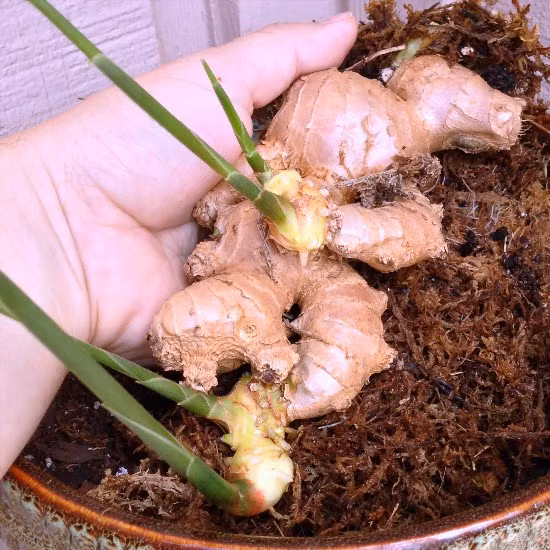 Một cách đơn giản khác để "hồi sinh" gừng tại nhà. Sau khi gừng mọc rễ bằng cách trồng thủy sinh kể trên, bạn vớt nhánh gừng ra và trồng vào chậu đất. Hoặc cách khác, từ chính nhánh gừng mọc mầm, có thể trồng trực tiếp xuống chậu đất.