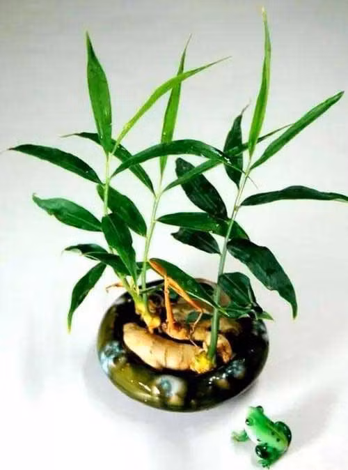 Khi gừng đã sinh trưởng tốt (sau khoảng 2-3 tuần), bạn có thể chuyển nó sang những bình, chậu đẹp mắt, thả thêm vài hạt sỏi màu để trang trí.