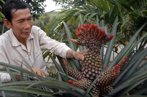 Khóm phụng hay khóm son đặc trưng của miền Tây có giá cao hàng chục lần so với khóm dứa thường. Khóm son loại đặc biệt bán với giá gần 200.000 đồng/trái.