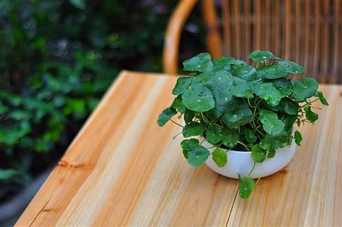  Cây cảnh thủy sinh giúp nhiều người có thể thư giãn, đồng thời có thêm những chậu cảnh đẹp mắt để trang trí nhà. Bạn có thể chọn mua một chậu rau má Nhật để bàn.