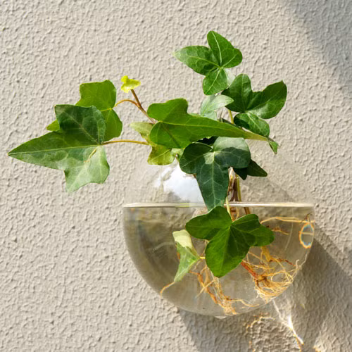 Chỉ cần thả vào nước, dây thường xuân sẽ mọc rễ và sống dễ dàng. Chậu thường xuân có thể đặt bên bàn, treo tượng, đặt lên kệ để làm xanh không gian sống.