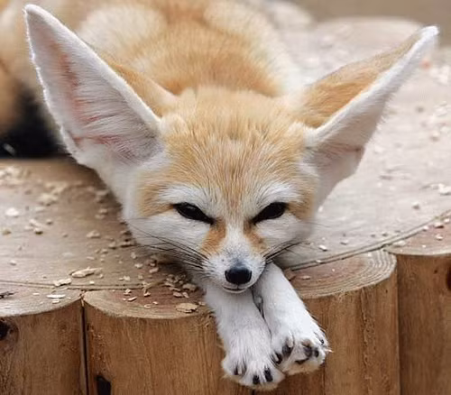 Cáo tai to châu Phi hay cáo Fennec là loài cáo nhỏ nhất thế giới. Tuy vậy, đôi tai của chúng lại cực to, kích thước tương đương với khuôn mặt, được thiết kế để giữ cho chúng mát mẻ trong điều kiện khắc nghiệt, bức xạ nhiệt lớn ở những sa mạc châu Phi. Đặc điểm này cũng khiến chúng cực dễ thương, được nhiều người ưa chuộng nuôi làm thú cưng.