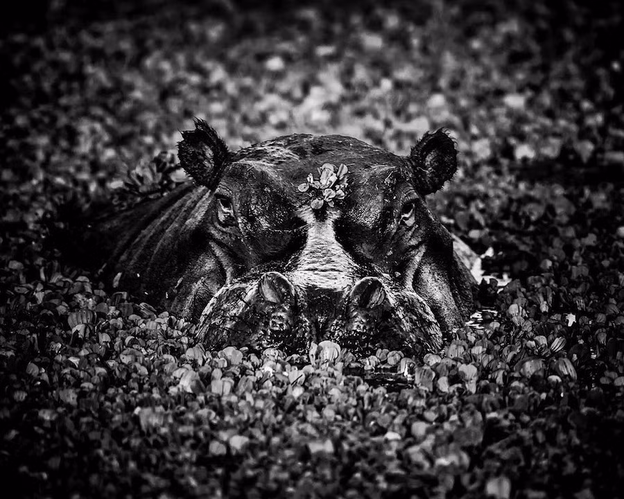 Laurent Baheux (sinh năm 1970) là một nhiếp ảnh gia người Pháp nổi tiếng với bộ sưu tập những hình ảnh thiên nhiên và động vật hoang dã đen trắng có độ tương phản cao.