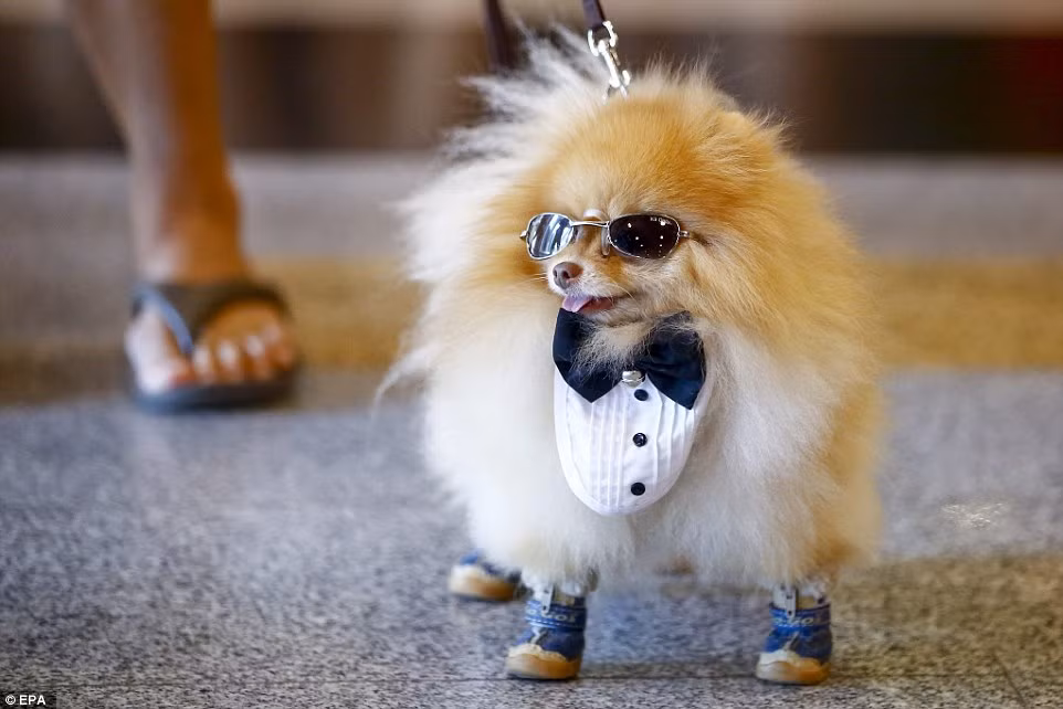 Lựa chọn phong cách quý ông lịch lãm, chú chó giống Pomeranian lông xù này cực bảnh bao và hút ánh nhìn.