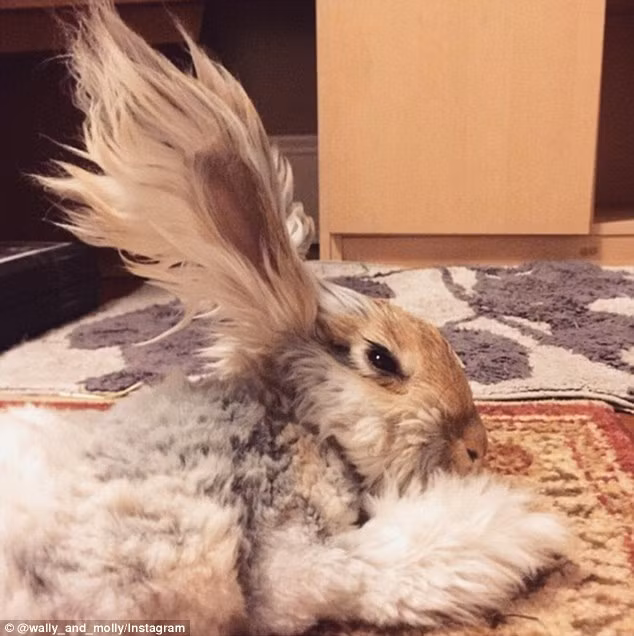 Thỏ Wally thuộc giống thỏ Angora của Anh, là một trong những loài thỏ dễ thương nhất với bộ lông mềm mịn như cục bông. Tuy nhiên, Wally là chú thỏ đặc biệt hơn bởi đôi tai dài cùng những sợi lông xù khiến nó trông giống như một đôi cánh thiên thần mọc trên đầu của Wally.