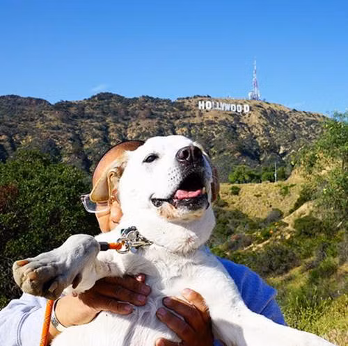 Cún cưng và chủ nhân "check in" ở Hollywood.