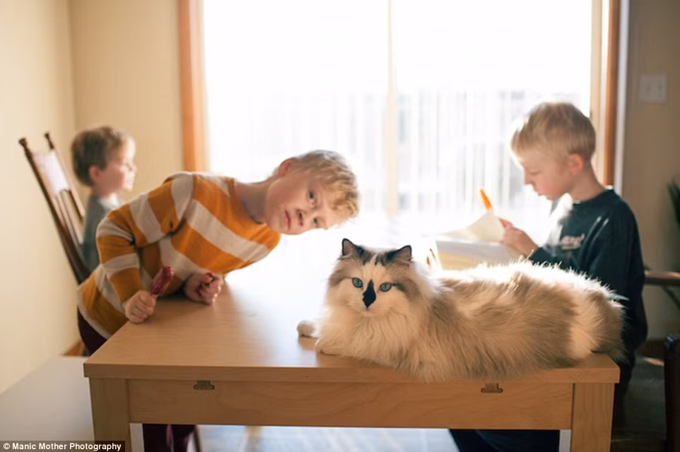 Giống mèo Ragdoll được biết đến là giống mèo hiền lành, dễ bảo và cũng rất dễ thương. Tuy không mấy hiếu động, nghịch ngợm nhưng dáng vẻ ngoan ngoãn của chúng luôn khiến người ta không nhịn được mà muốn vuốt ve, yêu thương, chiều chuộng.