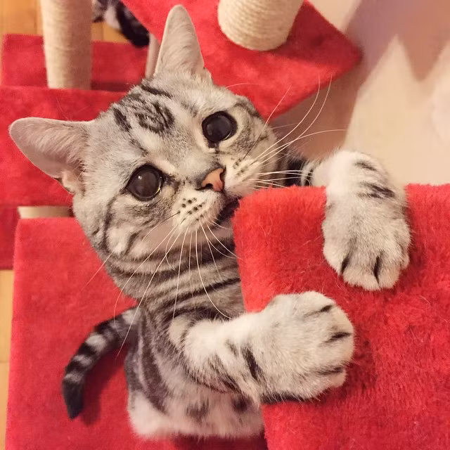 Luhu được cô chủ của mình lập cho một tài khoản trên Instagram và cô mèo mặt buồn này đã trở nên nổi tiếng với hàng ngàn người hâm mộ theo dõi và chia sẻ từng hình ảnh của mình.