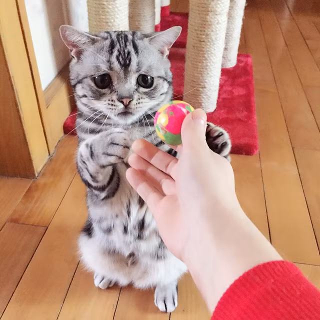 Sở dĩ khuôn mặt của Luhu luôn chất chứa nỗi buồn, trông như đang rất tủi thân, ấm ức là do mí mắt của Luhu bị sụp, kéo rũ xuống phía đuôi nên mặc dù đôi mắt to tròn nhưng lại giống như chất chứa nỗi buồn.