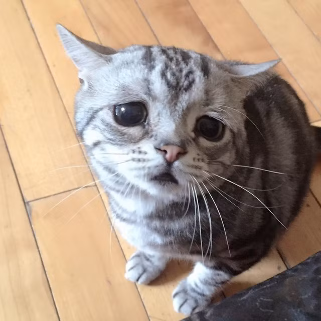 Luhu là một cô mèo thuộc giống mèo vằn Tabby, xinh xắn, nhỏ nhắn nên trông rất đáng yêu. Duy chỉ có một điều nàng mèo này có một khuôn mặt buồn rười rượi, không bao giờ tươi cười dù có bất cứ chuyện gì xảy ra. Chính vì thế nó còn được gọi là cô nàng mèo mặt buồn nhất thế giới.