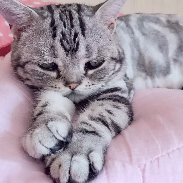 Trong bất kỳ tư thế hay khung cảnh nào, Luhu đều trông rất uất ức, buồn bã. Tuy nhiên, chính điều đó đã làm nên sự đặc biệt, một cô mèo Luhu khác lạ và cực kỳ đáng yêu.