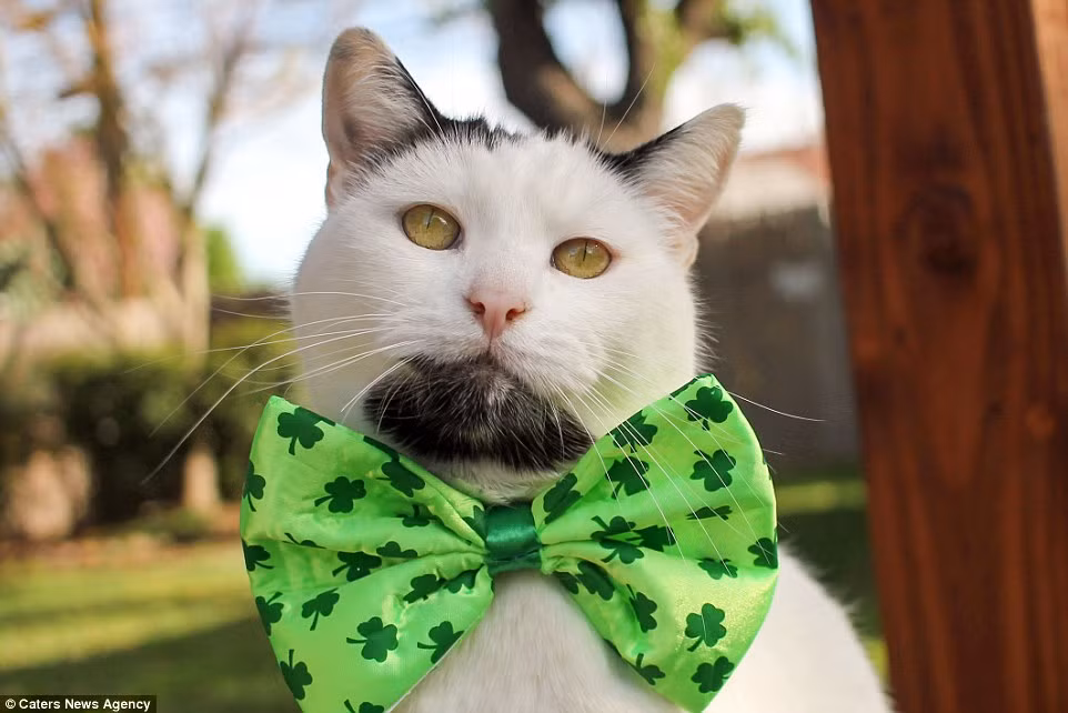 Chính những so sánh này đã khiến cái tên mèo Gary được nhiều người biết đến, trở thành hiện tượngngôi sao internet mới nổi.