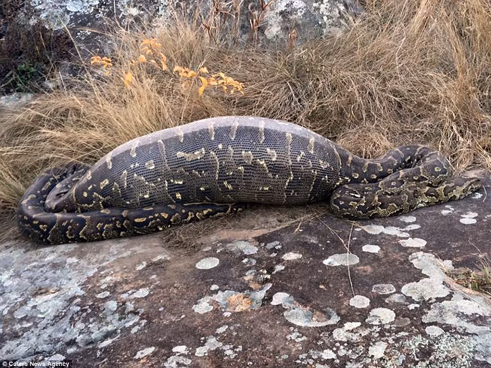Con trăn đá dài 4m này được tìm thấy đã chết tại hồ Eland Game Reserve ở Nam Phi. Khi khám nghiệm tử thi, người ta phát hiện nội tạng của nó đã bị rách tơi tả bởi hàng chục chiếc lông nhím. Người ta phỏng đoán, khi cố gắng để tiêu hóa bữa ăn của mình, con trăn khổng lồ đã bị lông nhím đâm thủng ruột.