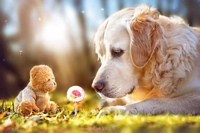 Chú chó hạnh phúc này cũng có một người bạn gấu bông thường xuyên được tham gia vào hành trình phiêu lưu qua ảnh của mình.